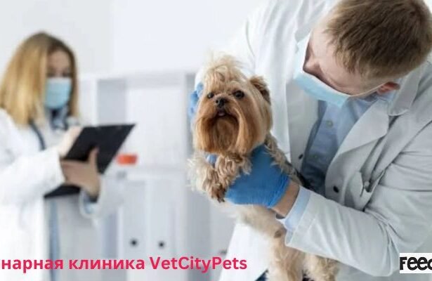 Ветеринарная клиника VetCityPets