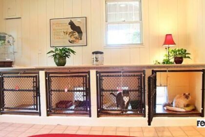 cat boarding facility