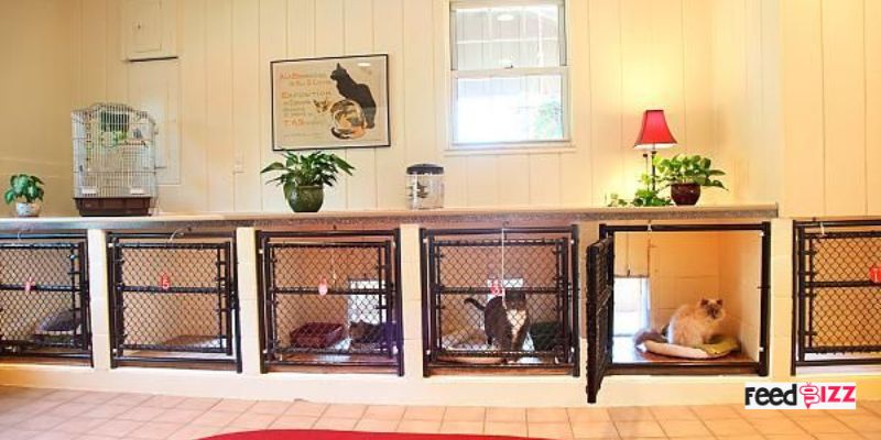 cat boarding facility